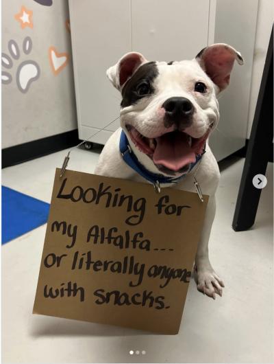 The viral photo that brought Petey home